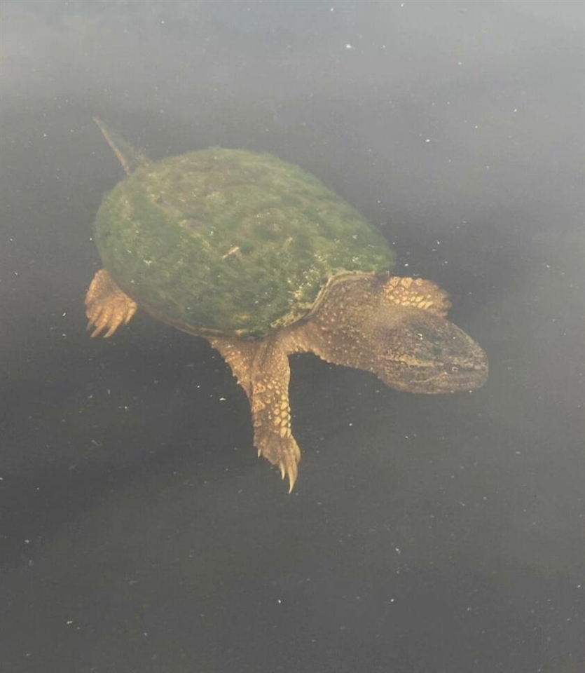 520 N Campbell Road, Fountain, MI, 49410-9605