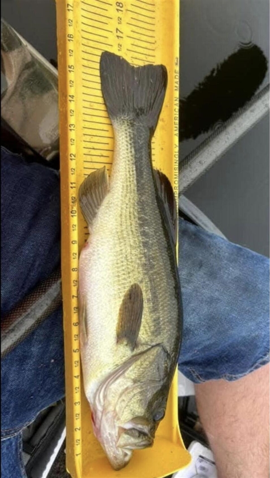 520 N Campbell Road, Fountain, MI, 49410-9605