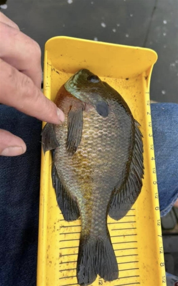 520 N Campbell Road, Fountain, MI, 49410-9605