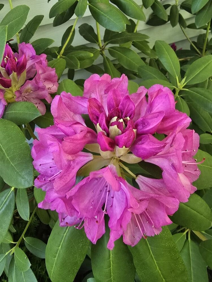 2940 Eldora Court, Byron Center, MI, 49315-9731