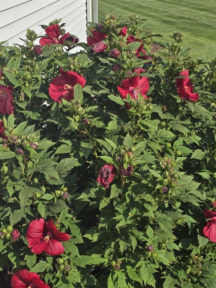 2940 Eldora Court, Byron Center, MI, 49315-9731