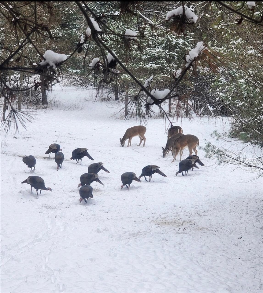 19820 Ivey Road, Chelsea, MI, 48118-9479