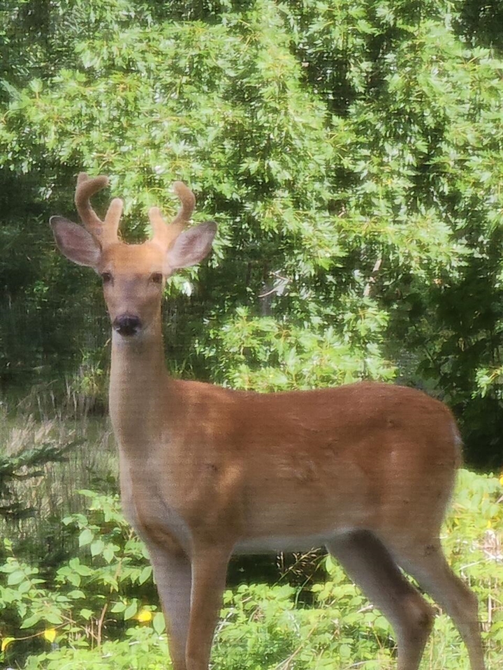 19820 Ivey Road, Chelsea, MI, 48118-9479