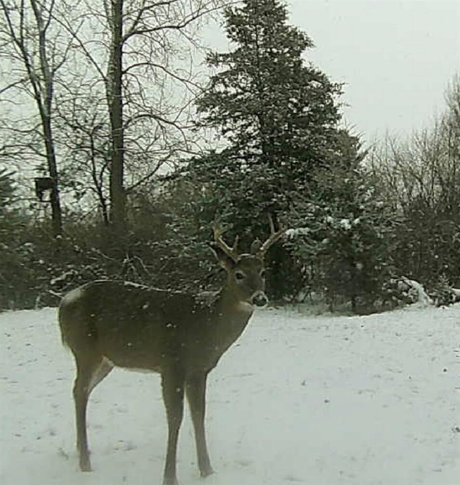 19820 Ivey Road, Chelsea, MI, 48118-9479