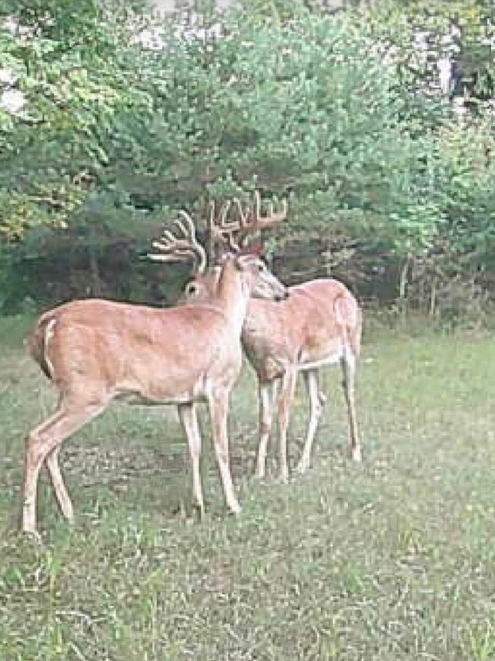 19820 Ivey Road, Chelsea, MI, 48118-9479