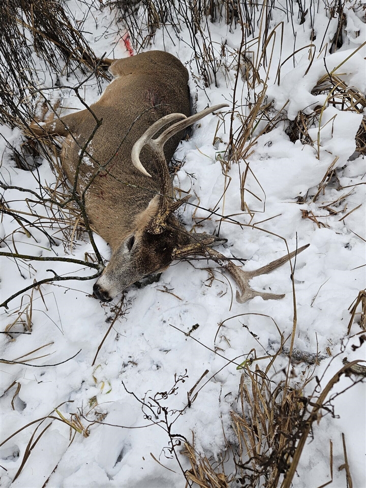 17550 U.S. 12, Cement City, MI, 49233