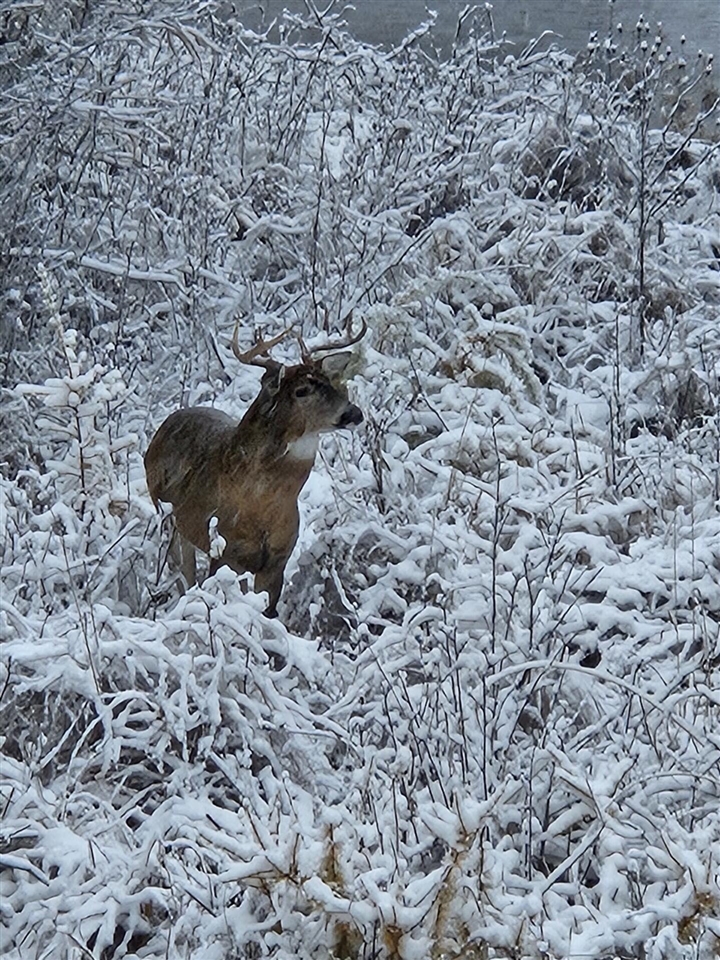 17550 U.S. 12, Cement City, MI, 49233