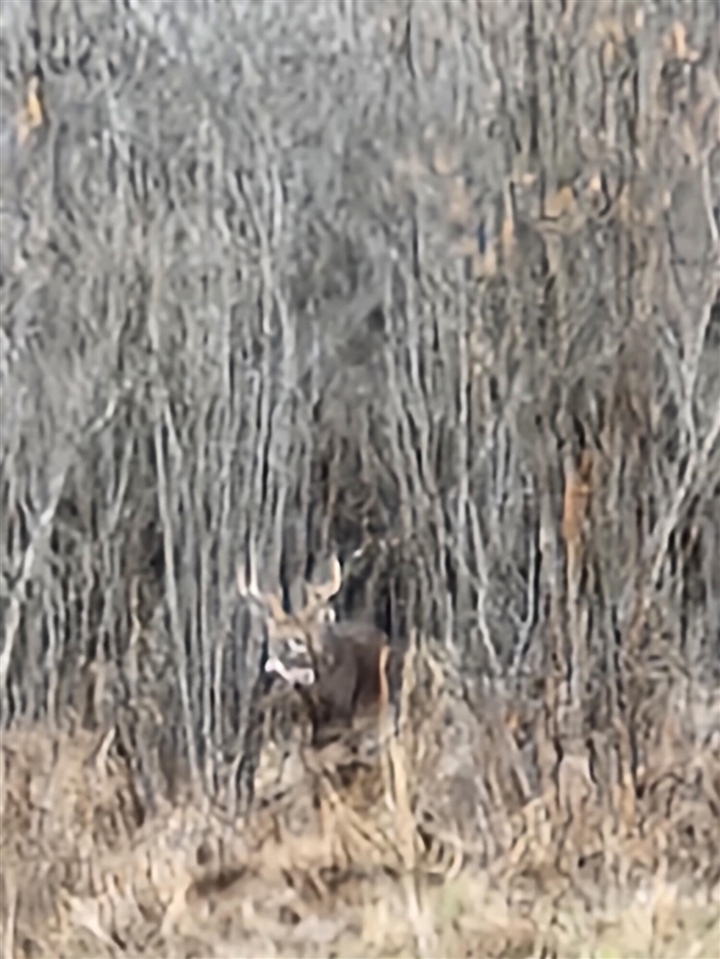 17550 U.S. 12, Cement City, MI, 49233