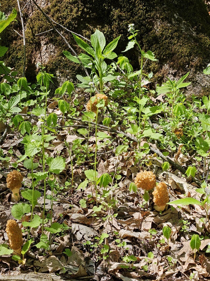 17550 U.S. 12, Cement City, MI, 49233