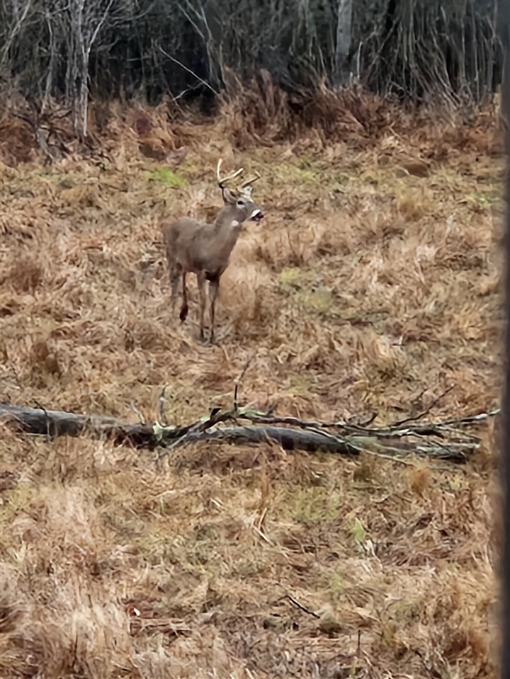 17550 U.S. 12, Cement City, MI, 49233