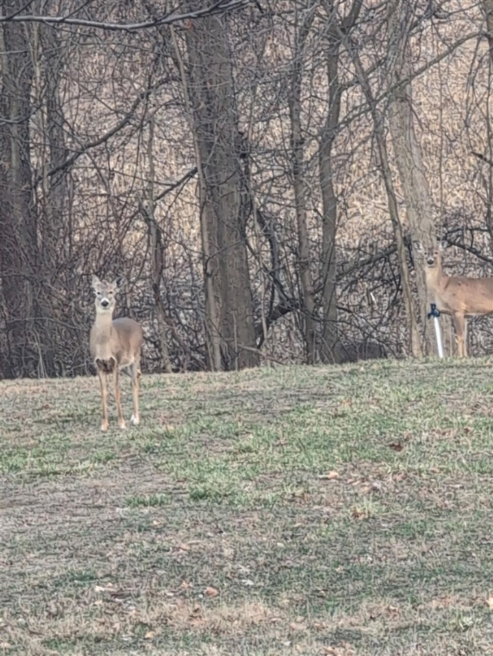 2704 Woods View Drive, Hillsdale, MI, 49242-9021