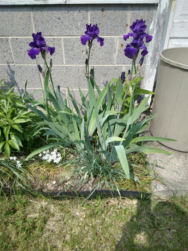 14 S 5th Street, Morley, MI, 49336-8003