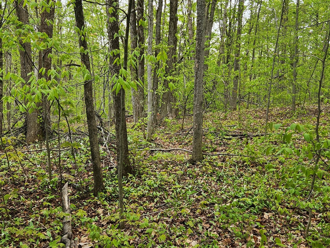 Photo 3 of Land for sale at Valleyridge Cir, Elmira, MI 49730 | MLS# 70519244 | Listing updated on 2026-09-15