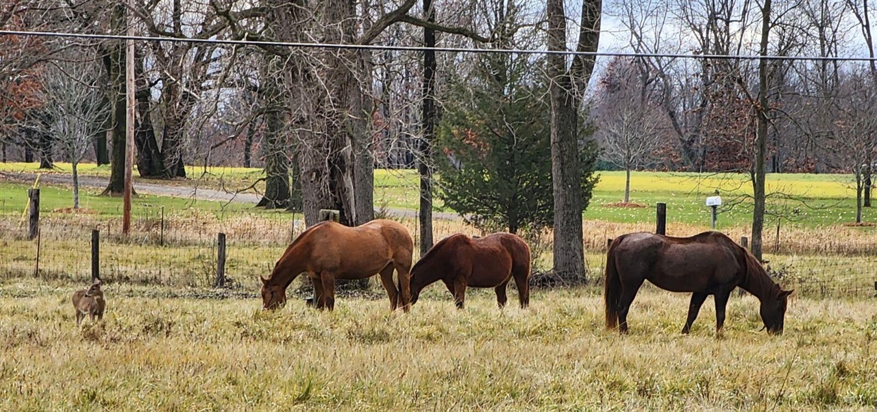 Homes for sale in Munith, MI | 265 Indian Trl, Munith, MI 49259 | MLS# 70519246