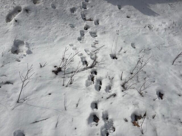 Homes for sale in Marion, MI | N 5Th Ave, Marion, MI 49665 | MLS# 70519558