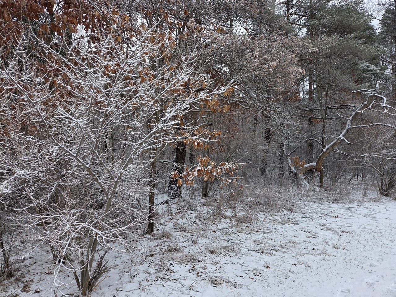 1138 N Thornapple Avenue, White Cloud, MI, 49349-9207