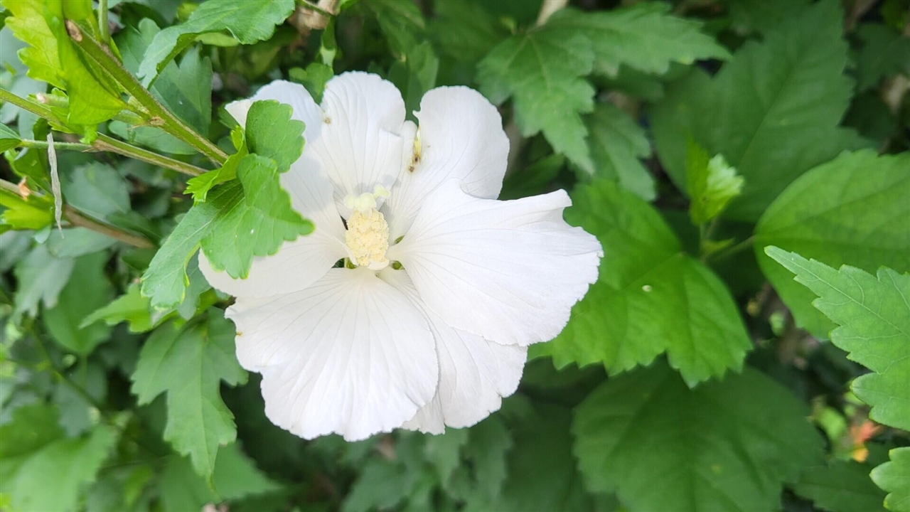 6246 S Brooklyn Road, Jackson, MI, 49201