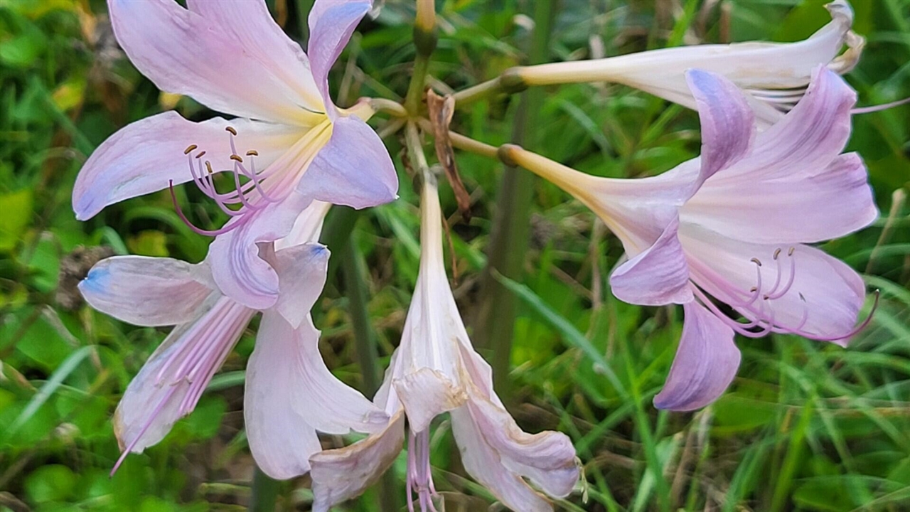 6246 S Brooklyn Road, Jackson, MI, 49201