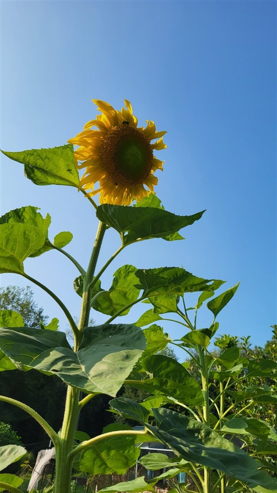 6246 S Brooklyn Road, Jackson, MI, 49201