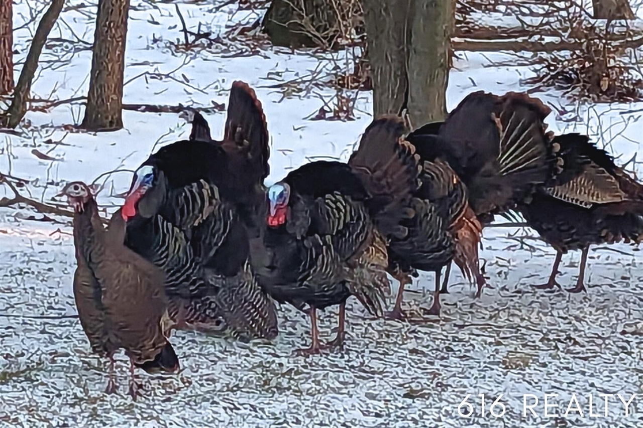 7358 Willow Wood Drive, Belmont, MI, 49306-9419