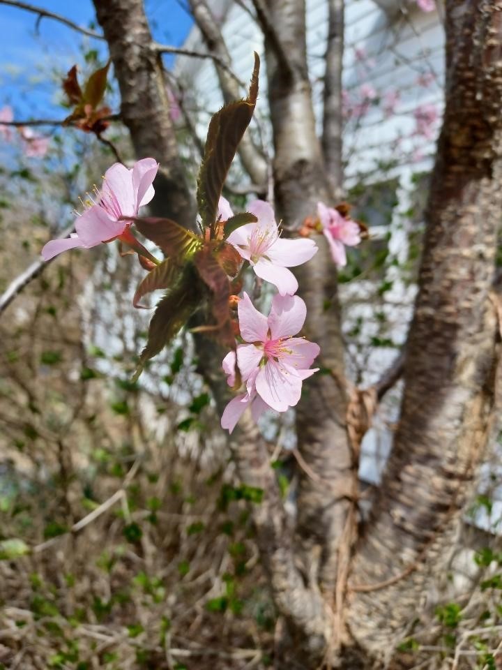 100 Westwood Street, Hillsdale, MI, 49242-1120