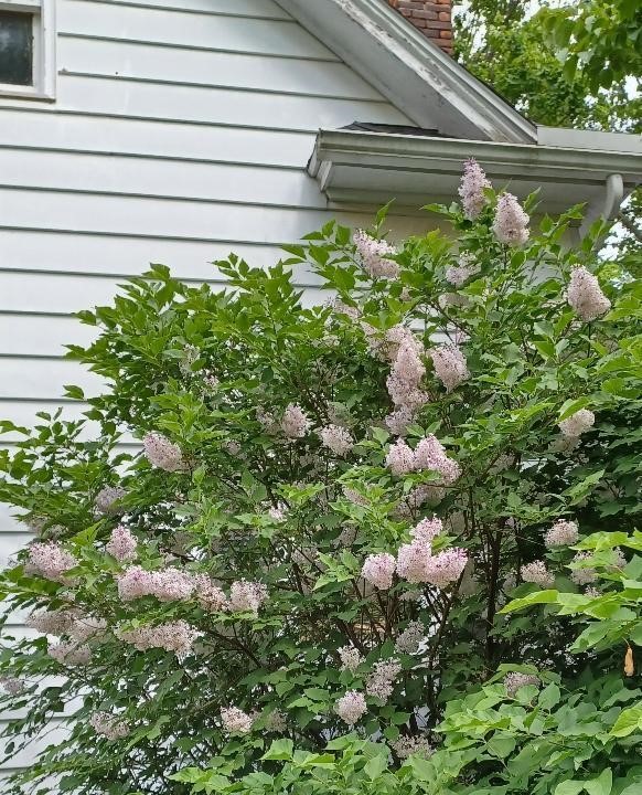 100 Westwood Street, Hillsdale, MI, 49242-1120