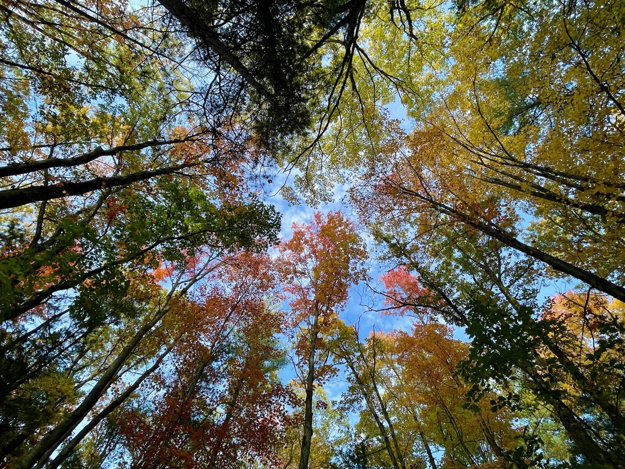 10652 N River Road, Irons, MI, 49644