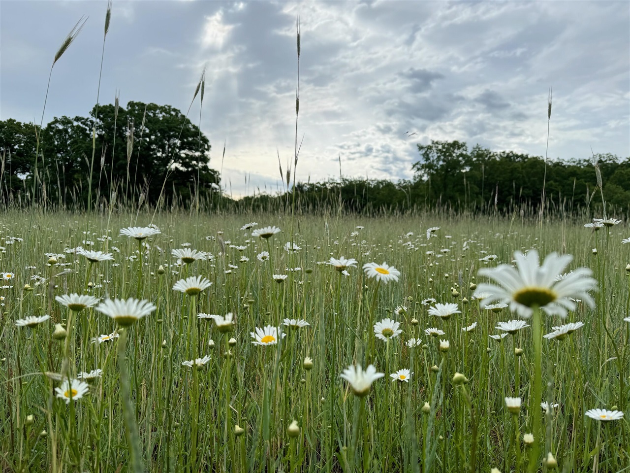 10652 N River Road, Irons, MI, 49644