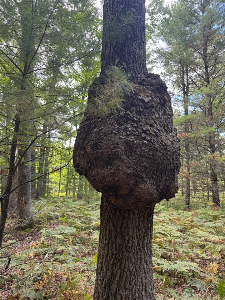 10652 N River Road, Irons, MI, 49644