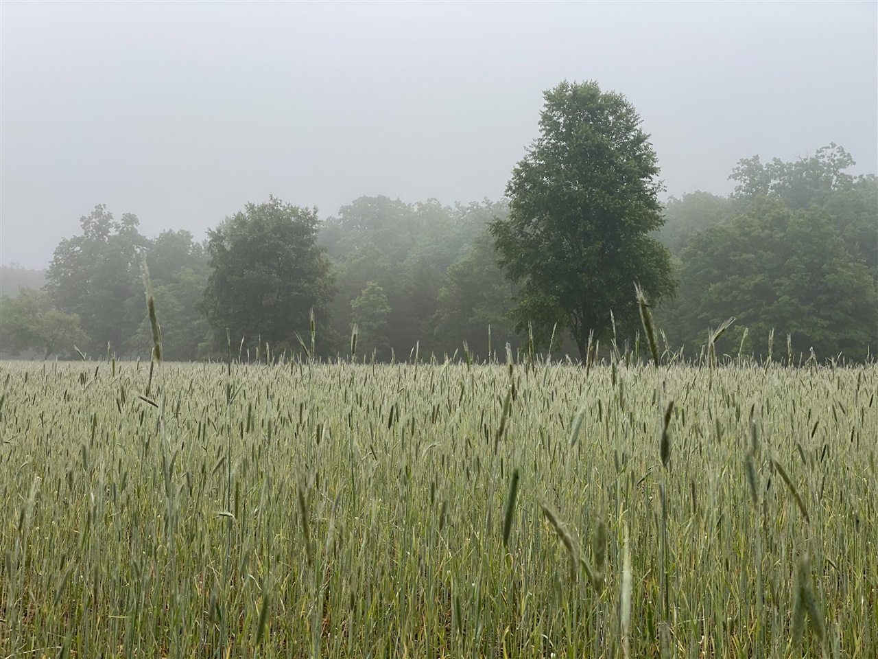 10652 N River Road, Irons, MI, 49644