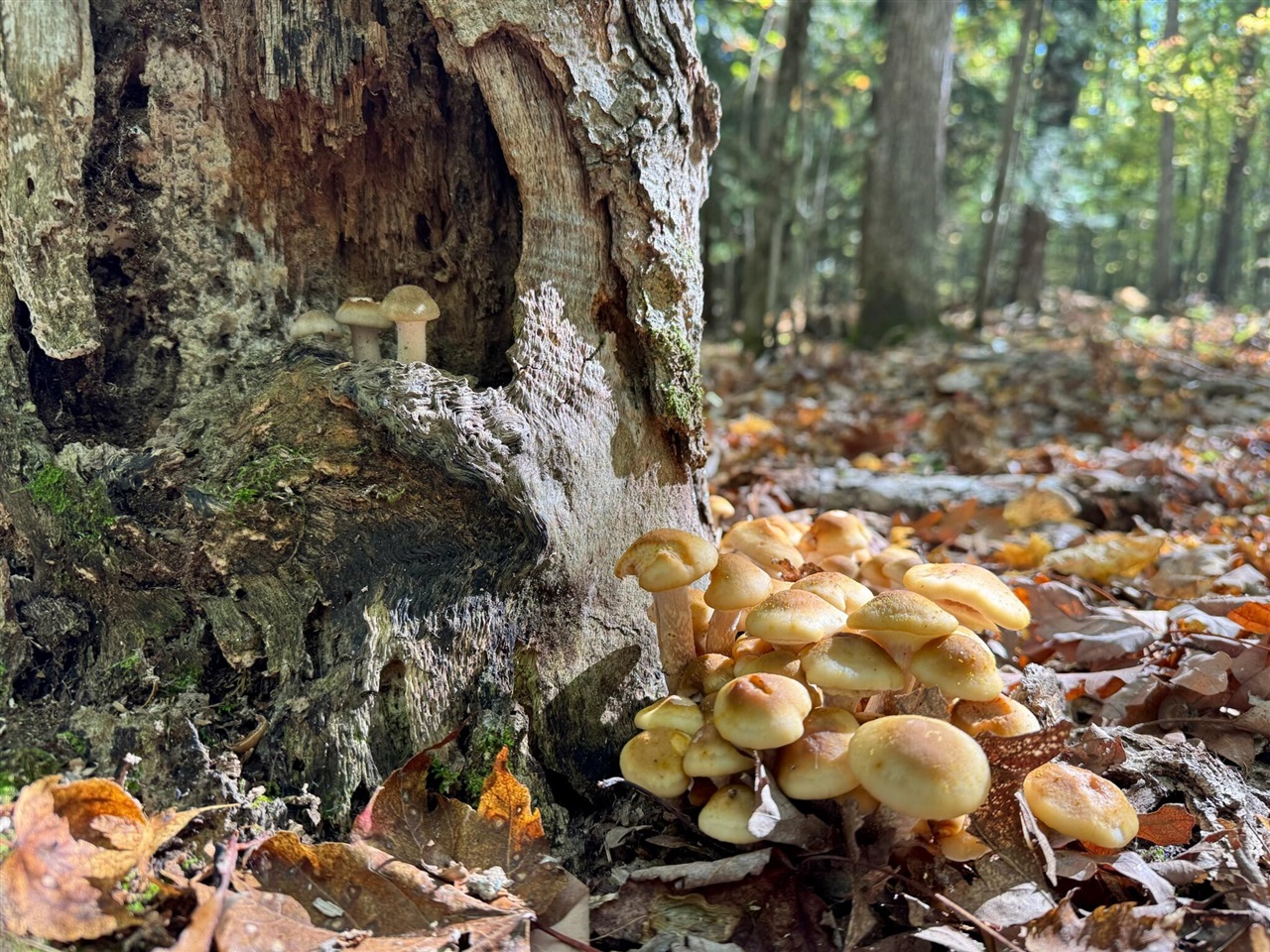 10652 N River Road, Irons, MI, 49644