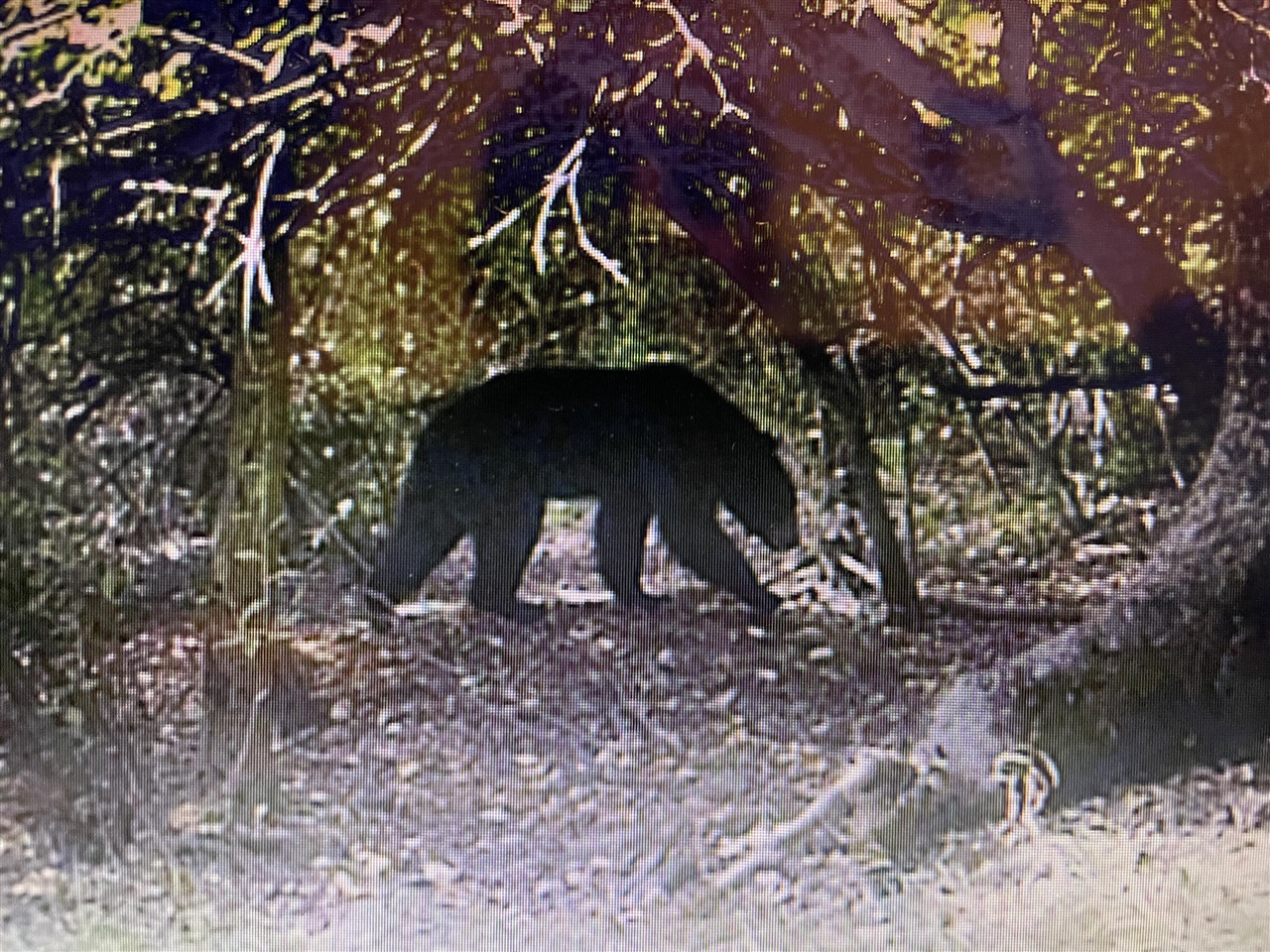 000 VL N Cottonwood Avenue, Big Rapids, MI, 49307-9128