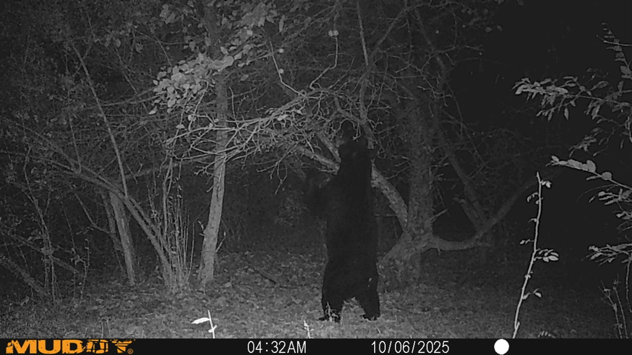 000 VL N Cottonwood Avenue, Big Rapids, MI, 49307-9128