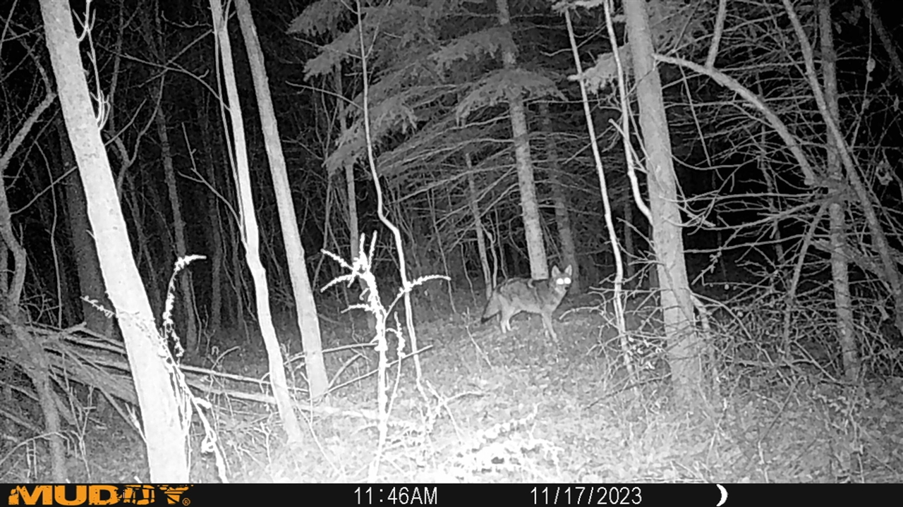 000 VL N Cottonwood Avenue, Big Rapids, MI, 49307-9128