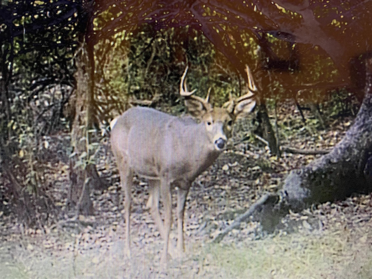 000 VL N Cottonwood Avenue, Big Rapids, MI, 49307-9128