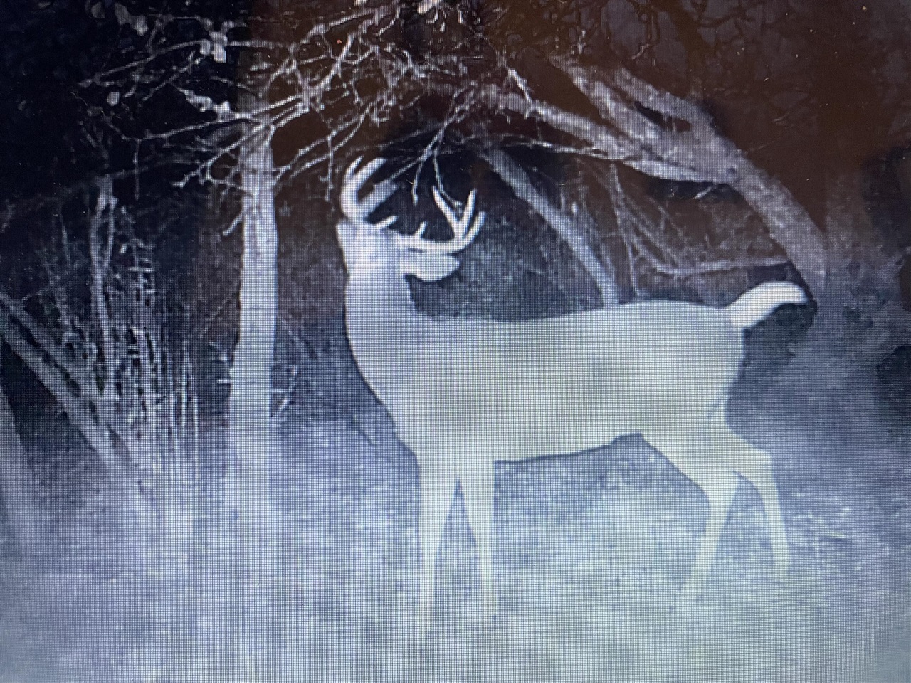 000 VL N Cottonwood Avenue, Big Rapids, MI, 49307-9128