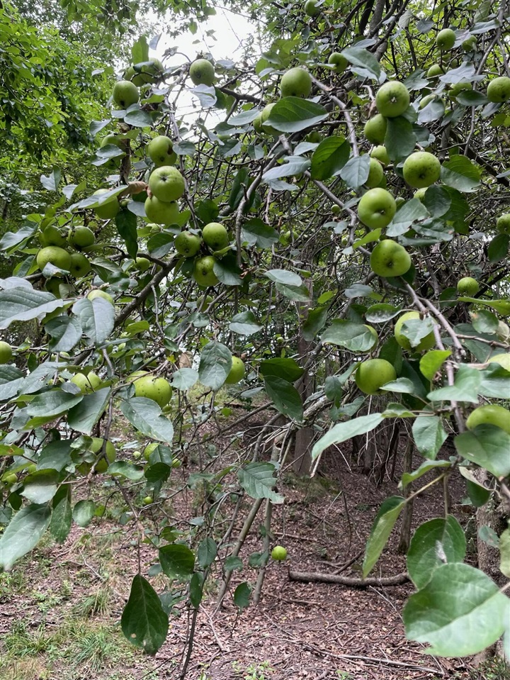 4832 W Monroe Road, Pentwater, MI, 49449-8910