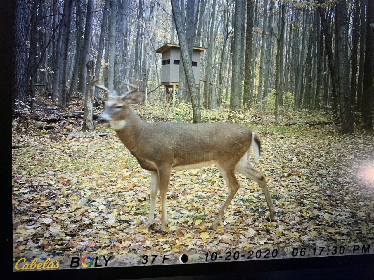 40+/- Acres 48th Street, Chase, MI, 49623-8725