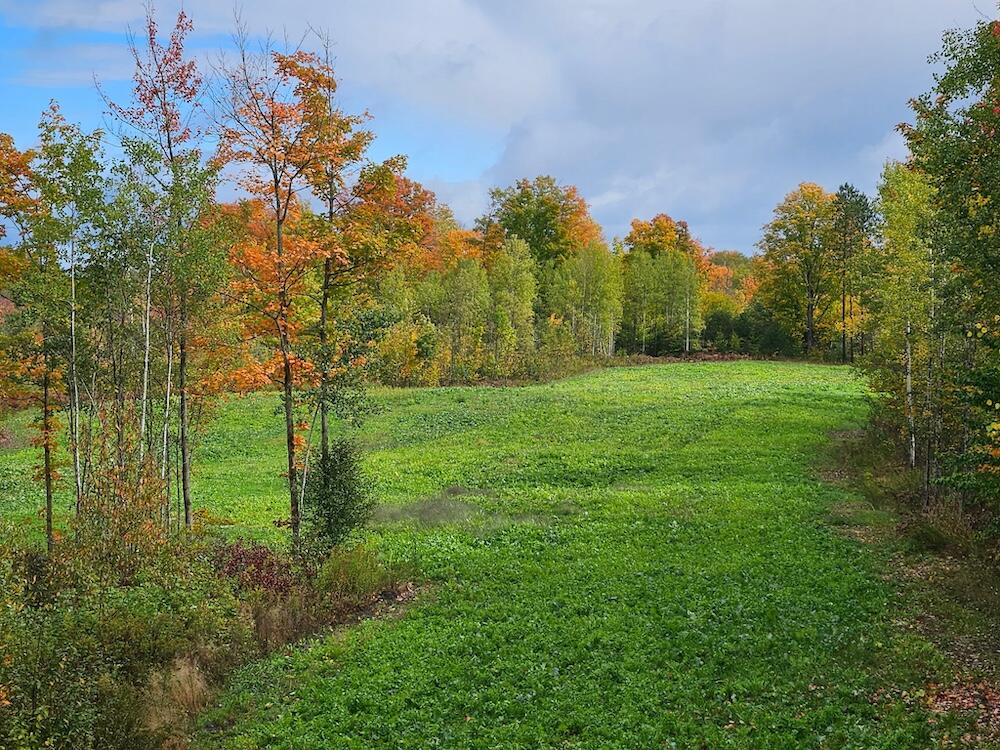 Homes for sale in Mio, MI | 152 Acres W Miller Rd, Mio, MI 48647 | MLS# 70521663