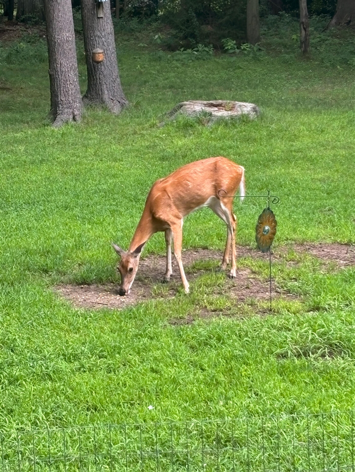 9995 Community Hall Road, Union Pier, MI, 49129-9304