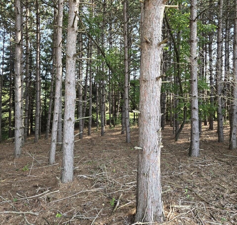 7202 21 Mile Road, Evart, MI, 49631