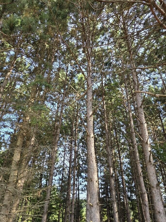 7202 21 Mile Road, Evart, MI, 49631