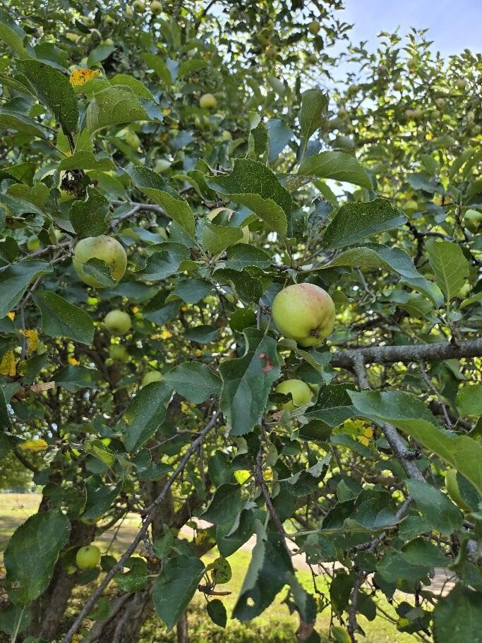 7202 21 Mile Road, Evart, MI, 49631