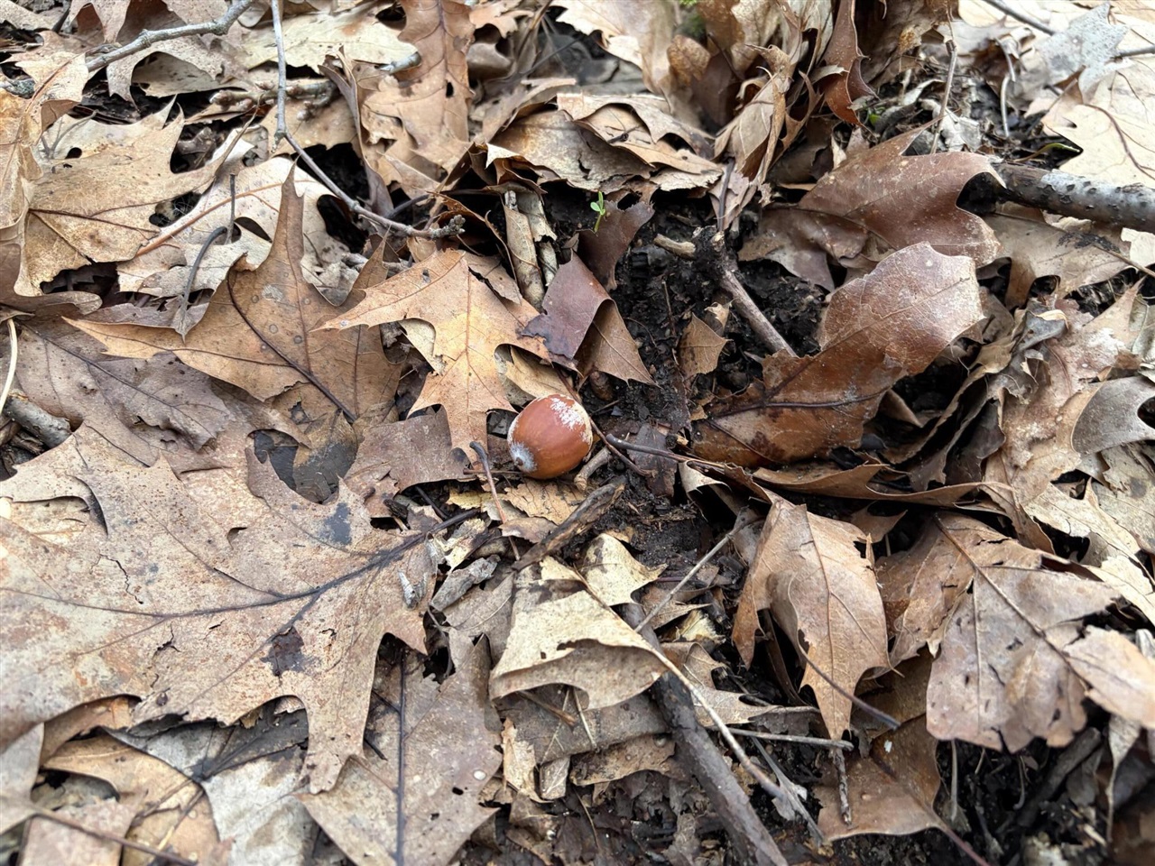 7725 Hayward Rd Road, Delton, MI, 49046