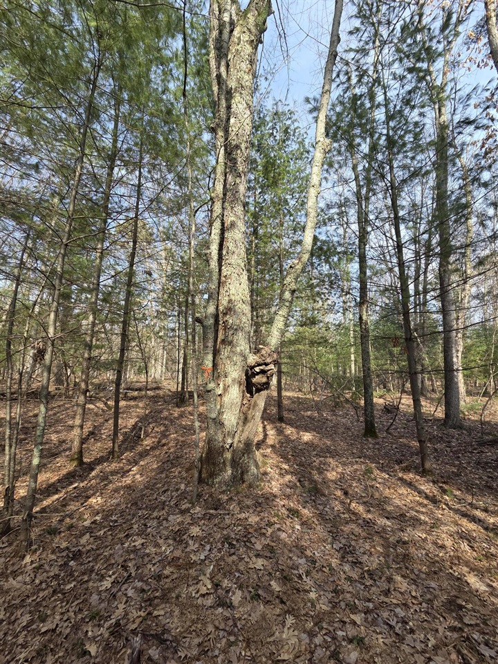 00 6 Mile Road, Irons, MI, 49644