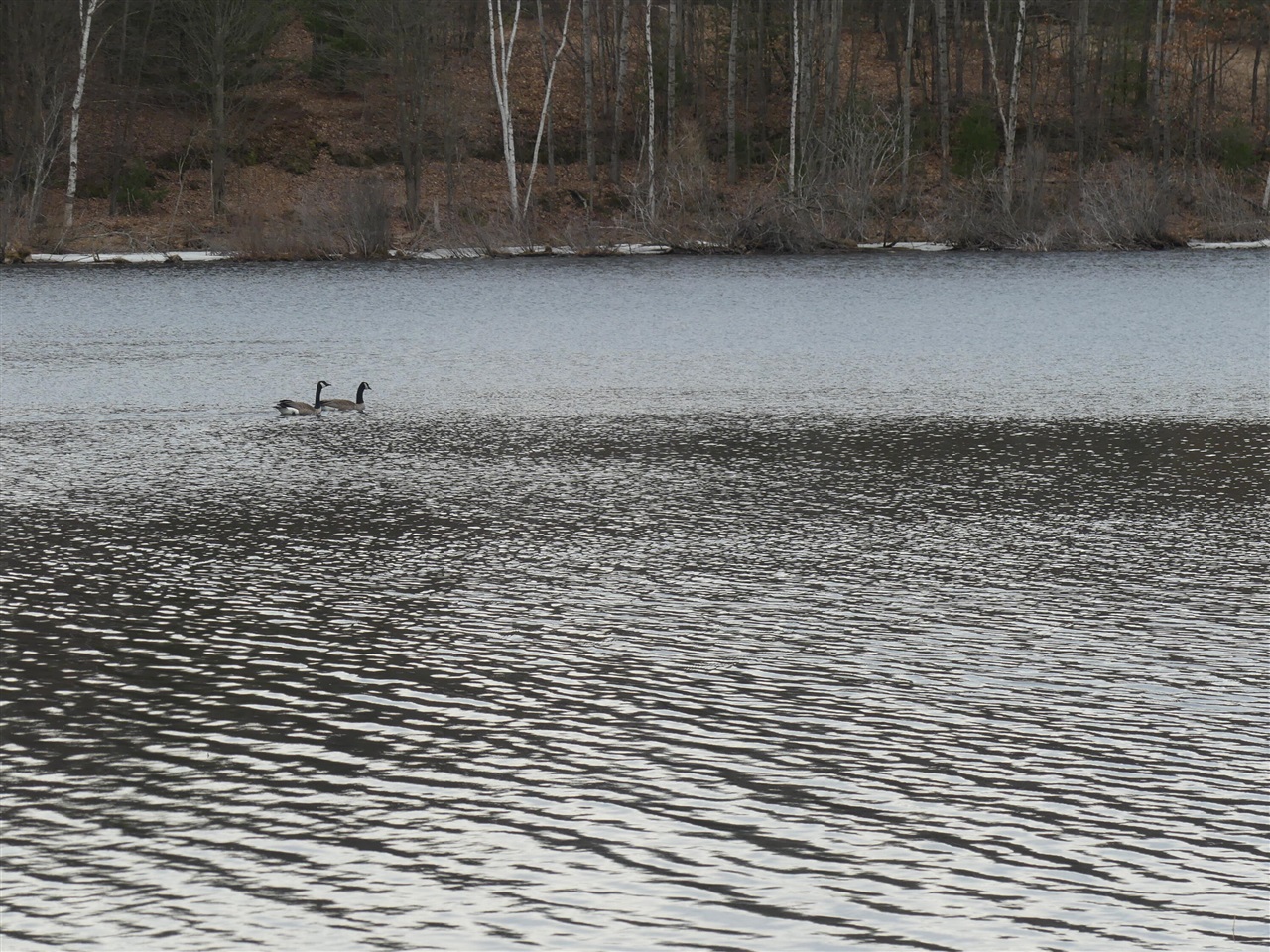 V/L W Buchanan Road, Shelby, MI, 49455