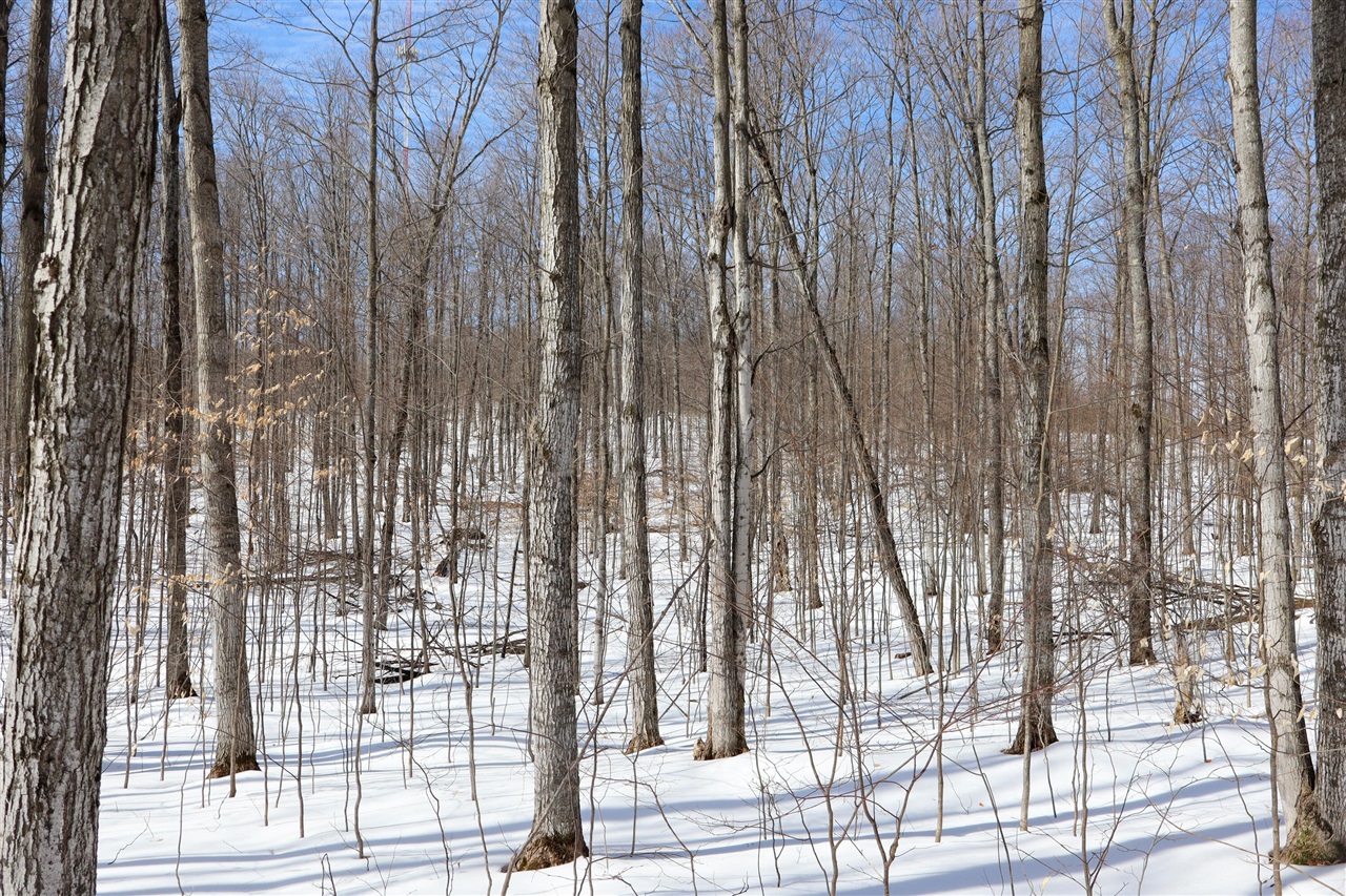 Walker Road, Rapid City, MI, 49676