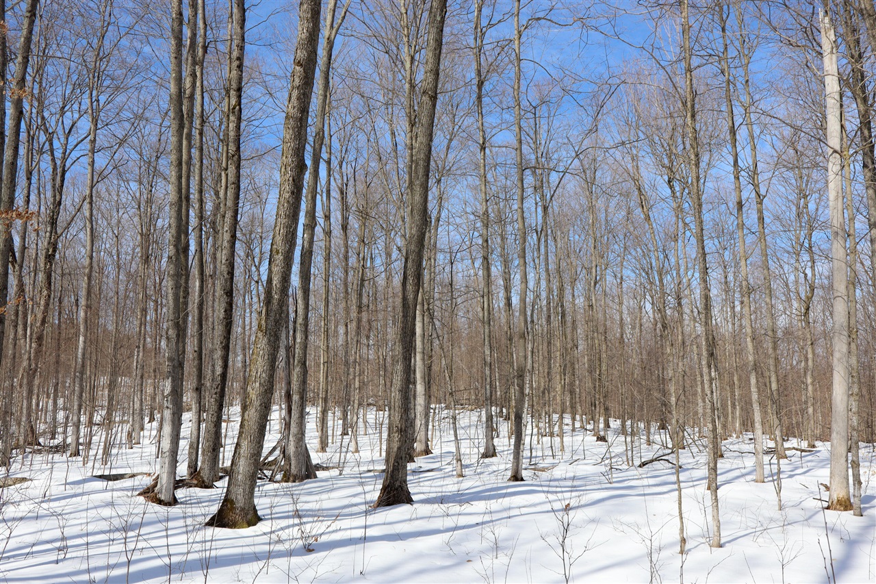 Walker Road, Rapid City, MI, 49676