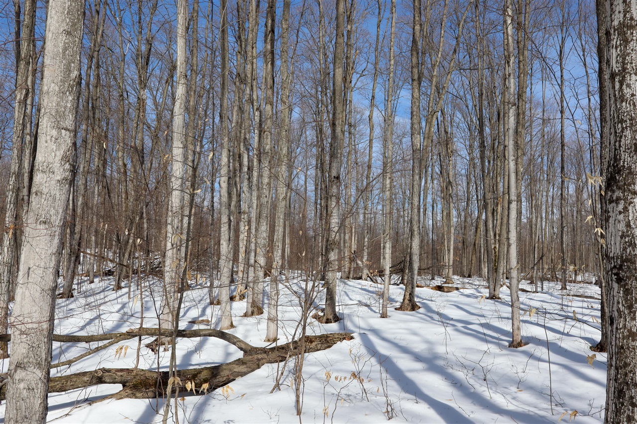 Walker Road, Rapid City, MI, 49676