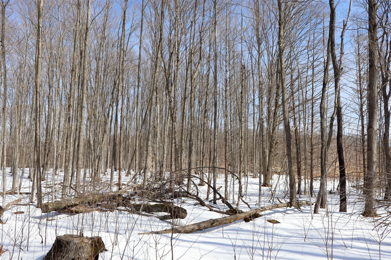 Walker Road, Rapid City, MI, 49676